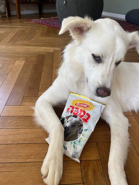 תמונה של כלב עם שקית במבה שהדפיסו לו עם התמונה שלו